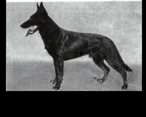 46 German Shepherd Dog History - Garrett Grief's most notable son was Artur Mutterlieb who in turn produced Armin Erneslieb, who was the sire of an English dog called Luchs of Ceara that gained
