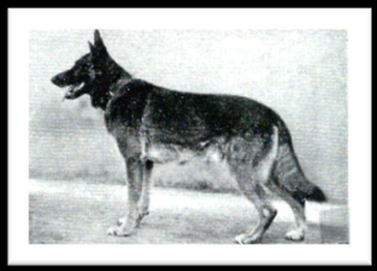 54 German Shepherd Dog History - Garrett even though he had a weak appearing lower jaw.