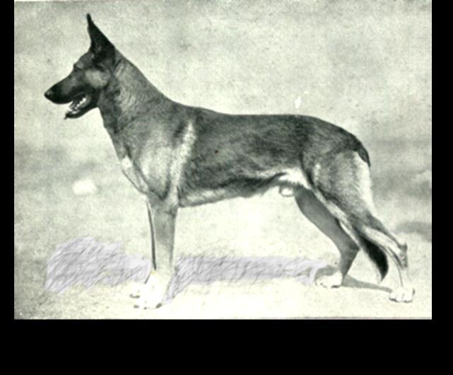 55 German Shepherd Dog History - Garrett 6 THE KLODO - UTZ ERA Klodo von Boxberg was a wonderfully balanced moving dog.