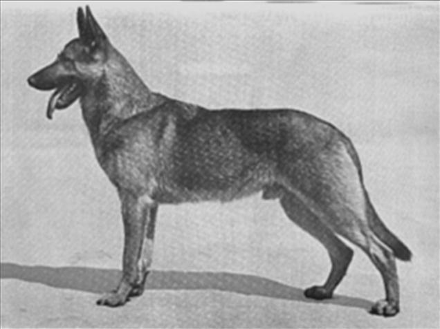 Among the bitches that Erich (sire of Klodo) was bred to was a granddaughter of Falko von Scharenstetten. She was also a granddaughter of Jung Tell v Kriminalpolizei.