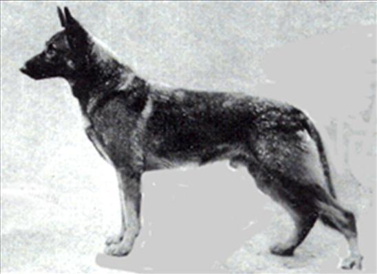 56 German Shepherd Dog History - Garrett The early breedings to Klodo were to match him with more Erich von Grafenwerth stock, of which there was a multitude around. This did not always work out.