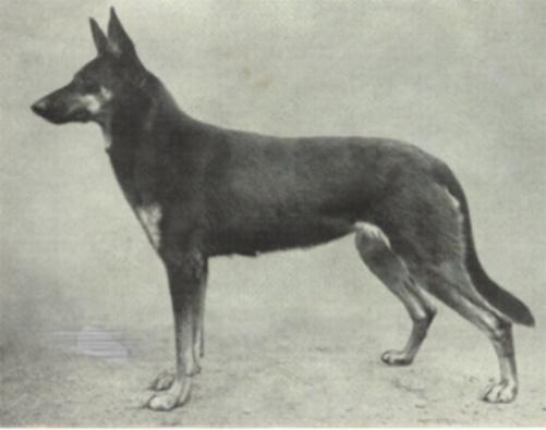58 German Shepherd Dog History - Garrett The pedigree of Donar and Dieta shows the beginning lines of Blasienberg with its herding /working roots, there is also some line breeding on the B litter
