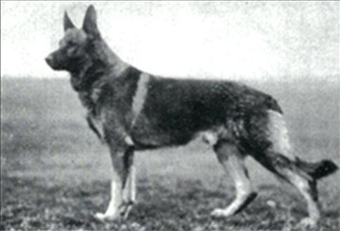 59 German Shepherd Dog History - Garrett Ingo, Castor s full brother, has the good front, short back, good croup and strong pasterns.