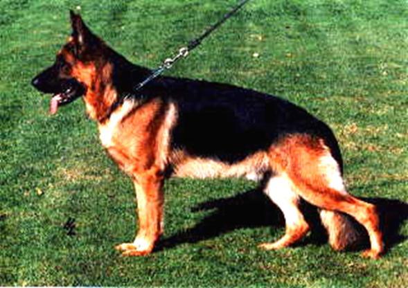 6 German Shepherd Dog History - Garrett the pedigrees of the dogs that appeared repeatedly as the breed developed. There were many dogs that influenced more than anyone gave them credit for.