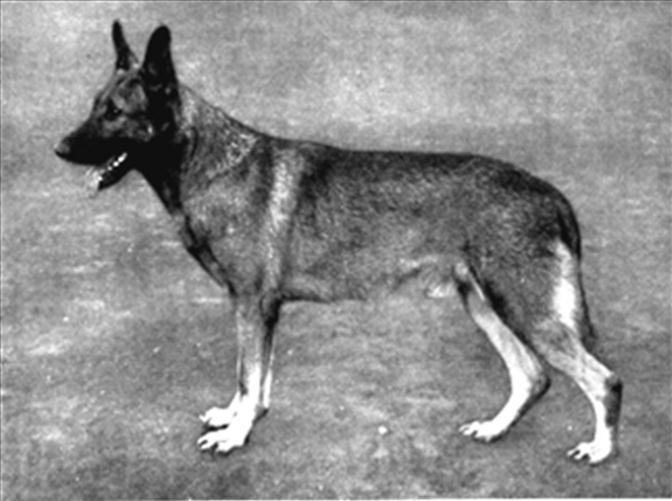 61 German Shepherd Dog History - Garrett When Klodo became Sieger in 1925 he was just starting to be known for his breeding worth even though he was four years old.