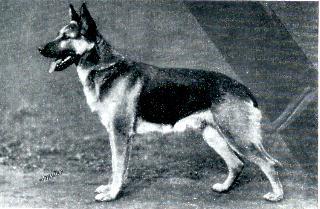 62 German Shepherd Dog History - Garrett The Klodo von Boxberg sons that made the biggest impression other than Utz were: 1.