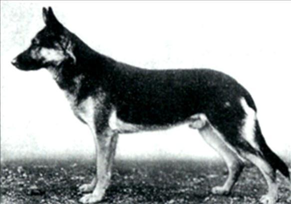 66 German Shepherd Dog History - Garrett influence in Germany. Their names are found consistently in the German pedigrees of the cornerstones to come.