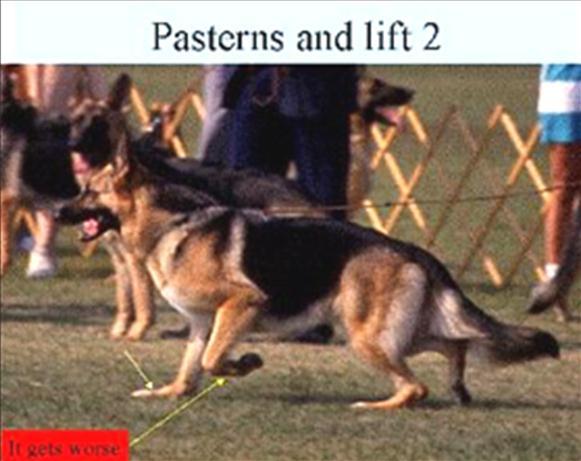 72 German Shepherd Dog History - Garrett one generation to another. It is a selection process and is shown in pictures as what the breed has become in different countries.