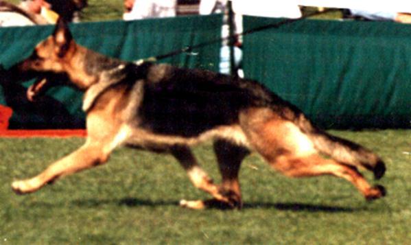 73 German Shepherd Dog History - Garrett impression of drive. (Macdonald Lyon in The Dog in Action found that a 30-degree angle off the horizontal was the most efficient angle.