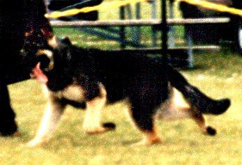 75 German Shepherd Dog History - Garrett The dog on the right reaches poorly in front, is soft in the pasterns, lacks follow through behind but reaches well under with hind legs.