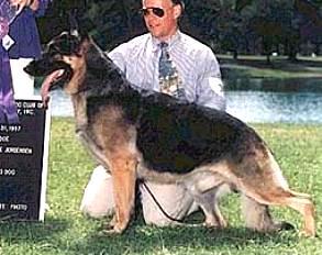 76 German Shepherd Dog History - Garrett ligamentation is weak. As with the rear, a smooth follow through close to the ground is the ideal, but often missed. Look at the ideal dog picture.