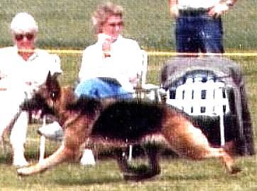There are various reasons why dogs do not move true but with the German Shepherd an over reach of the rear is actually desired which makes the legs not usually move in a true one behind the other