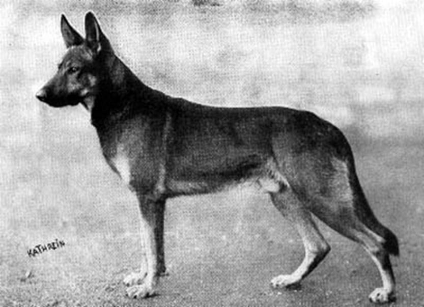 81 German Shepherd Dog History - Garrett inches compared to just less than 25. Junker would be of a slightly narrower build of body but proportionately almost the same.