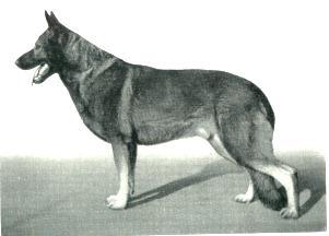 85 German Shepherd Dog History - Garrett Sigbert Heidegrund;