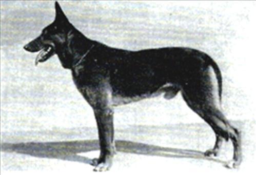 86 German Shepherd Dog History - Garrett 9 EARLY AMERICAN LINES The records are vague on the early American lines.