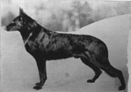 90 German Shepherd Dog History - Garrett Note the similarities between Hettel and his father, with Hettel showing better shoulder angulation, back and rear. He was well respected and produced well.