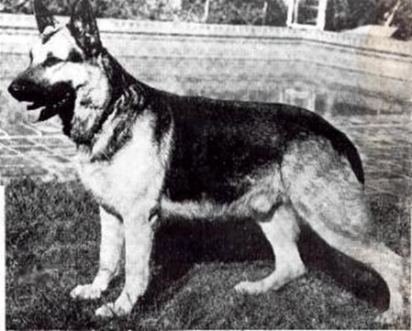 96 German Shepherd Dog History - Garrett * In the '30's, there was a real demand for Utz progeny in the U.S. To go back a bit, Golf von Hooptal went to the States and became Grand Victor in 1933.
