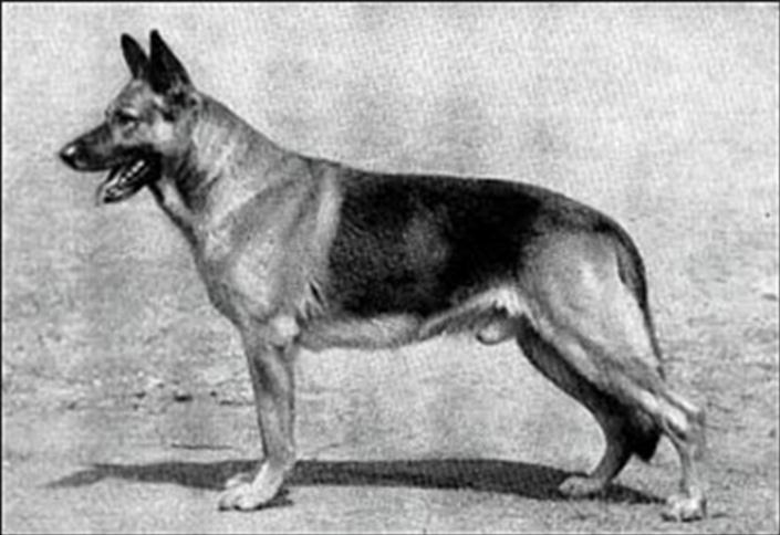 98 German Shepherd Dog History - Garrett 10 MORE EARLY AMERICAN It was about 1934 that the first ads started appearing in the Shepherd Dog Review for the dogs of Ernie Loeb.