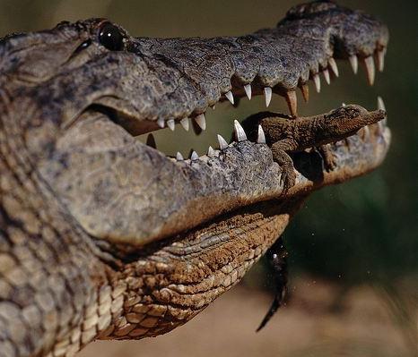 Crocodilians All