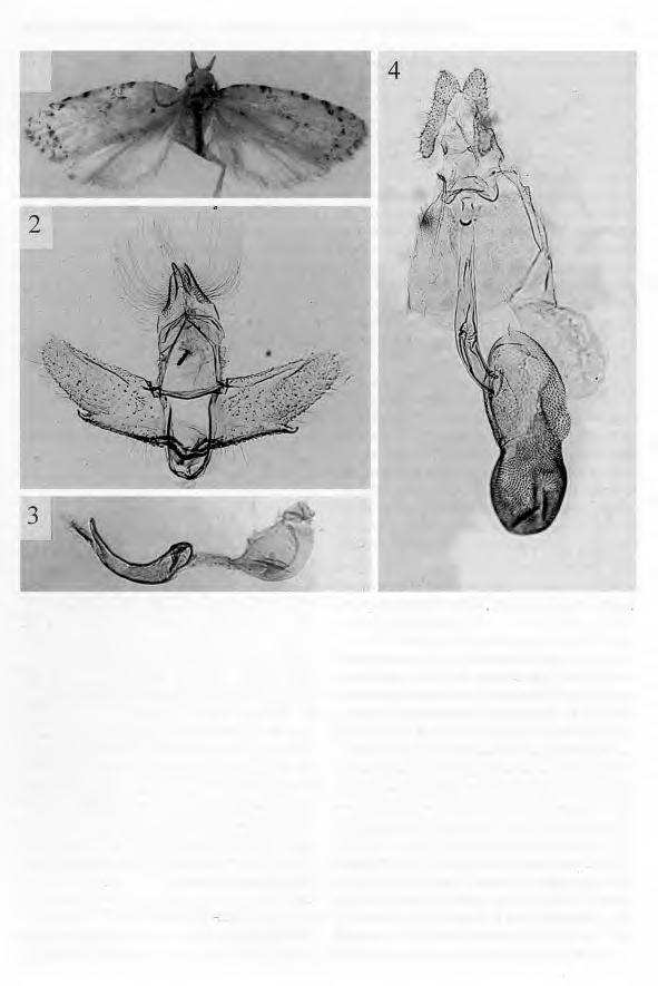 VOLUME 101, NUMBER 4 703 1 Figs. 1-4. genitalia. Coeloslalhma insuuiris. 1, Adult male. 2, Male genitalia, valvae spread. 3, Aedeagus. 4, Female secondary free arms.