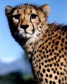 BACKGROUND - introduction to the cheetah (acinonyx jubatus) History: The cheetah is Africa's most endangered big cat and is a protected species in Southern Africa.