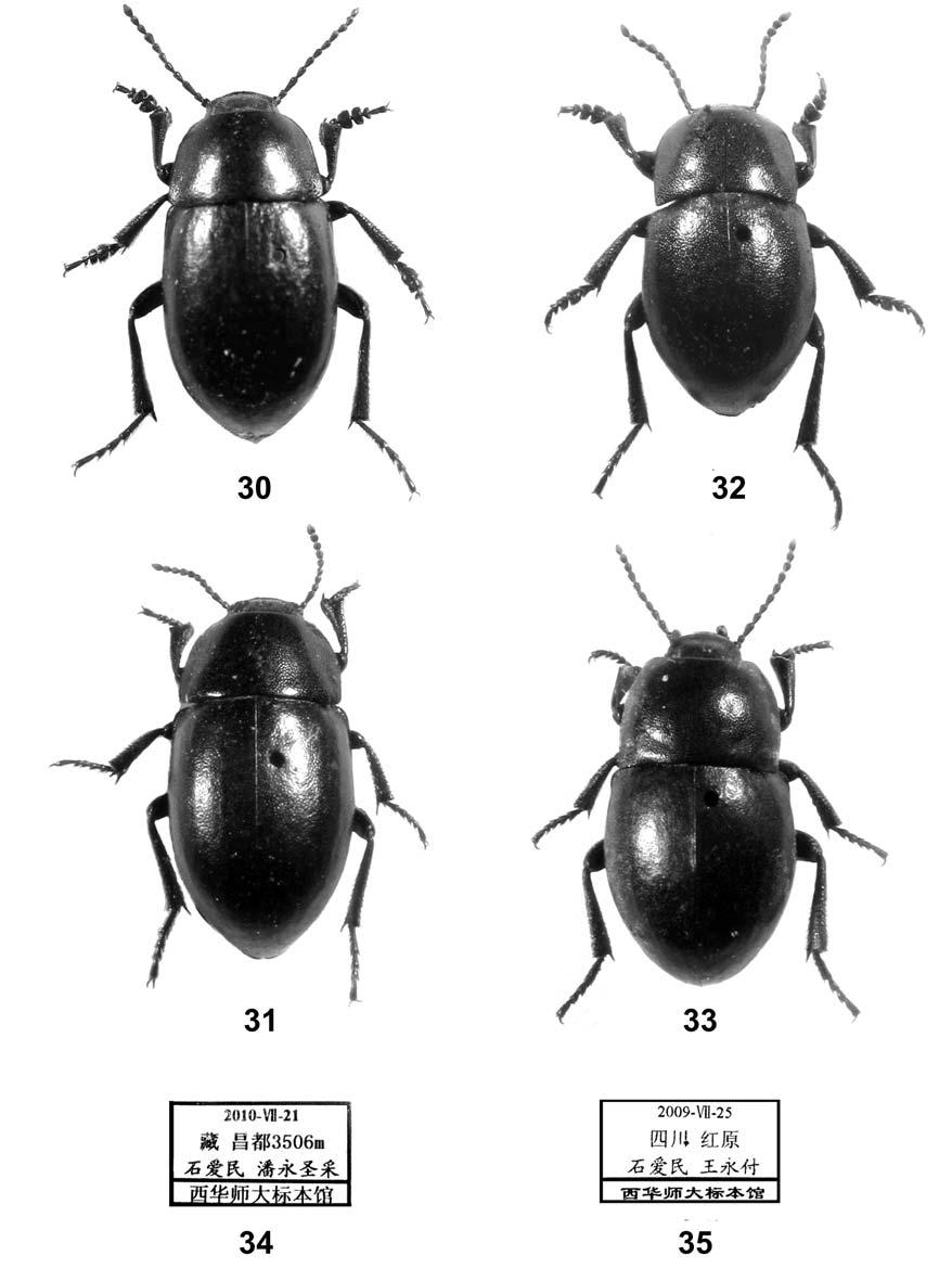 Y.C. Li, L.V. Egorov, A.M. Shi 93 Fig. 30 35. New species of Bioramix: habitus, labels of holotypes. 30, 31, 34 B. igori sp. n.; 32, 33, 35 B. hongyuanensis sp. n. 30, 32 male; 31, 33 female; 34, 35 first labels of the holotypes.