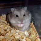 They move very fast. What do hamsters eat? Hamsters are omnivores. This means they eat both plant matter and meat.