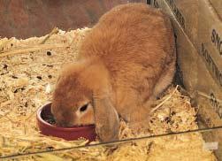 birds as pets An introduction and short guide Should I breed my rabbit? No! Rabbits can have many babies at one time - up to 10! It is usually not easy to find good new homes for all the baby rabbits.