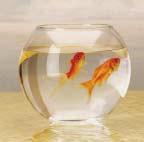 What kind of fish should I get? The fish you decide to get should be one that you can look after properly. Some fish are really big and you might not have enough space for them.