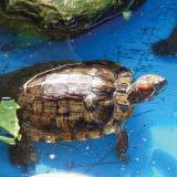 Terrapins, tortoises and turtles are all reptiles. Other reptiles include lizards and snakes. Reptiles are coldblooded animals with a scaly body.