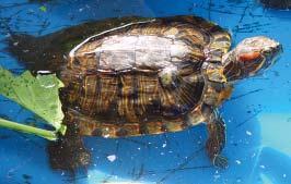 Remove any food that your terrapin has not finished after each feeding and change the water everyday.