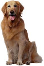 Before you decide on the breed of dog to get, you should read up and learn more about the various breeds of dogs. Getting the right breed is very important.