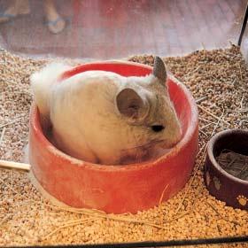 Chinchillas become stressed easily. You need to be really gentle and patient with your chinchilla or she could fall ill. Put her cage someplace quiet and comfortable.