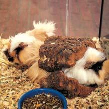 want to be left alone for too long or ignored. Guinea pigs make squealing noises when it is feeding time. Guinea pigs use their saliva and their paws to clean their fur. What do guinea pigs eat?
