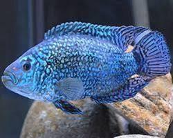 Fish Oscar