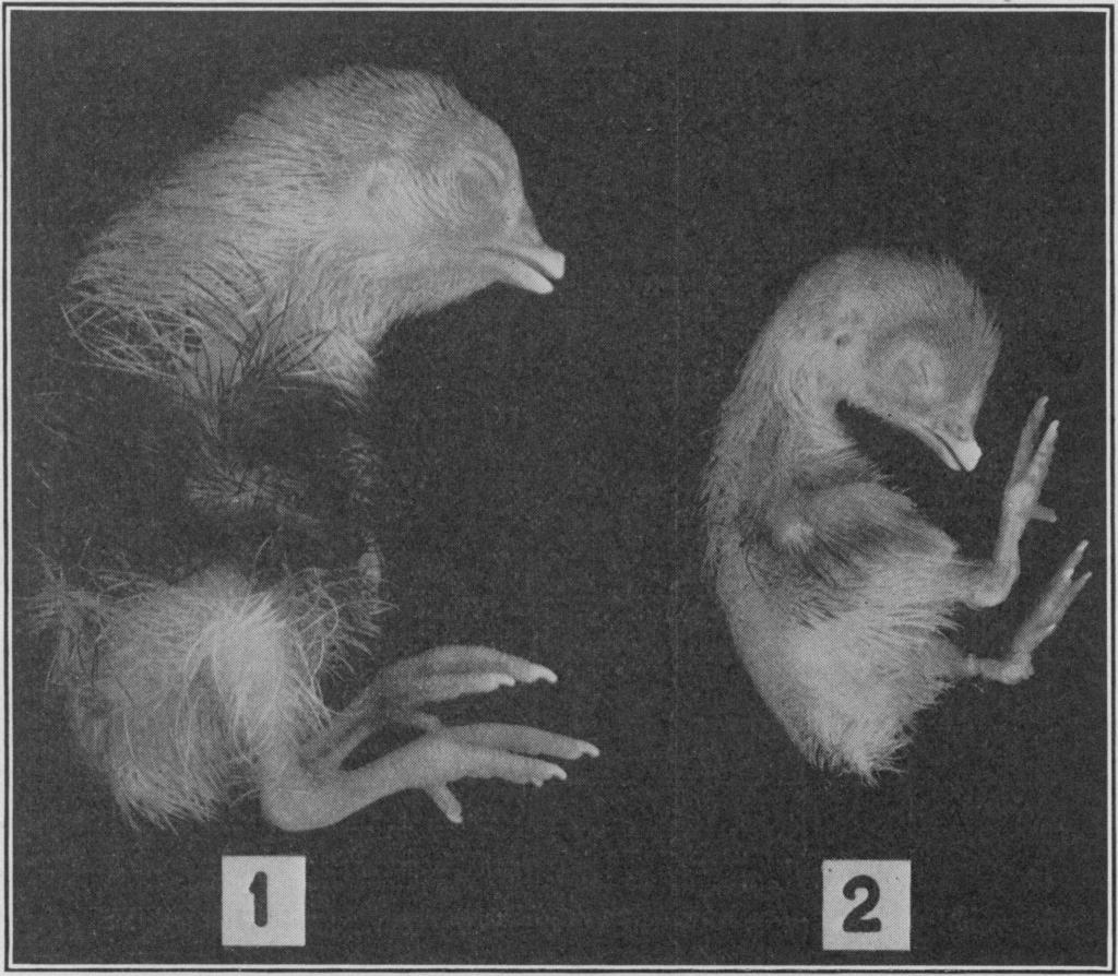 VOL. 23, 1937 ZOOLOGY: WILLIER, RAWLES AND HADORN 543 down feathers.