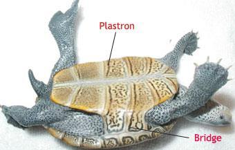 In female turtles, the plastron is slightly convex to allow more room for eggs inside, the claws are shorter, the tail is shorter, and the vent opening is closer to the shell.