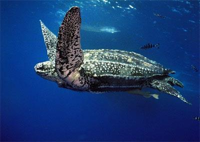 Leatherback Sea Turtles Dermochelys coriacea General: No hard shell or scutes; highly migratory open water species Status:
