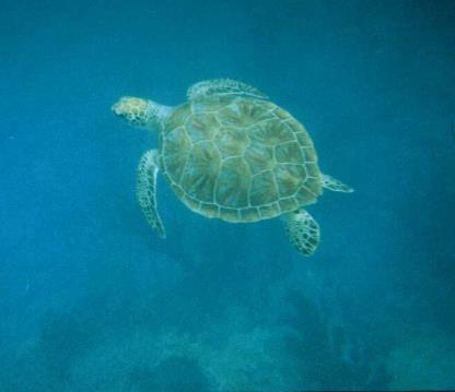 jpg Leatherback sea turtle (Dermochelys coriacea) Photo: