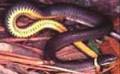 Figure 13. Eastern Hognose Snake Heterodon platirhinos. Deathfeigning act. SOUTHERN RINGNECK SNAKE HETERODON PLATIRHINOS This small, common snake is nonvenomous and does not bite.