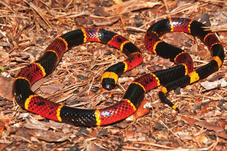 Figure 28. Scarlet Kingsnake Lampropeltis triangulum elapsoides FLORIDA SCARLET SNAKE CEMOPHORA COCCINEA COCCINEA This snake is nonvenomous.