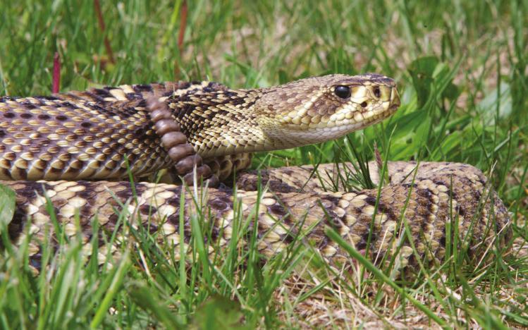 Dusky Pigmy Rattlesnake Sistrurus miliarius barbouri EASTERN DIAMONDBACK RATTLESNAKE CROTALUS ADAMANTEUS This uncommon rattlesnake is highly venomous and may bite if threatened.