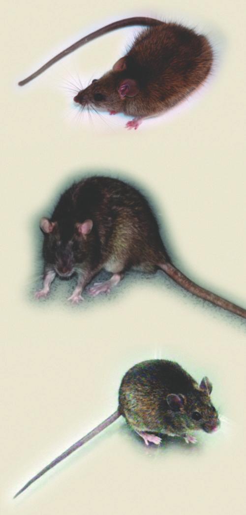 Rats and mice also start fires by gnawing matches and electrical wires in homes. The Norway rat, roof rat and house mouse are the most persistent rodent populations in need of control.