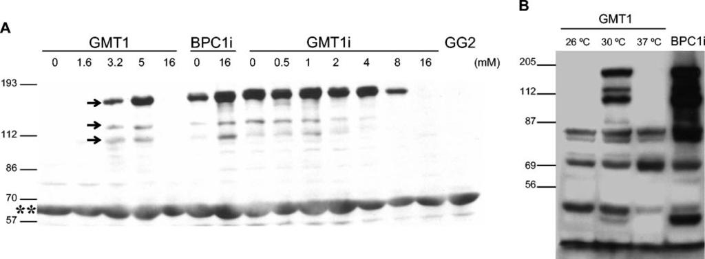 VOL. 73, 2005 Bvg INTERMEDIATE PHASE OF BORDETELLA PERTUSSIS 753 FIG. 2. Western blot analysis of B. pertussis Bvg i -phase-specific polypeptides expressed under different modulating conditions.