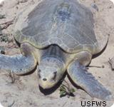 Oil Spill Impacts on Sea Turtles which were the Kemp s ridleys.