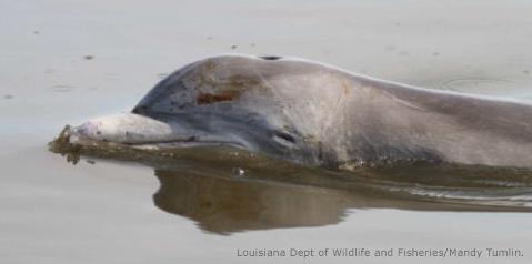 Since the spill there have been a record-shattering 26 consecutive months of above-average dolphin strandings.
