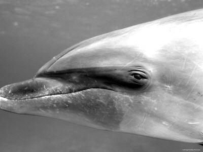 dolphin; left side view.
