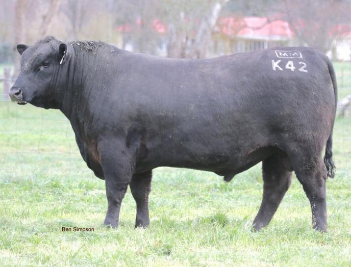 Breeding Index - Domestic Index - Heavy Grain Index - Heavy Grass Index - Kingdom K35 is the $150,000 Australian record priced Angus bull that headlined the astounding Millah Murrah bull sale in