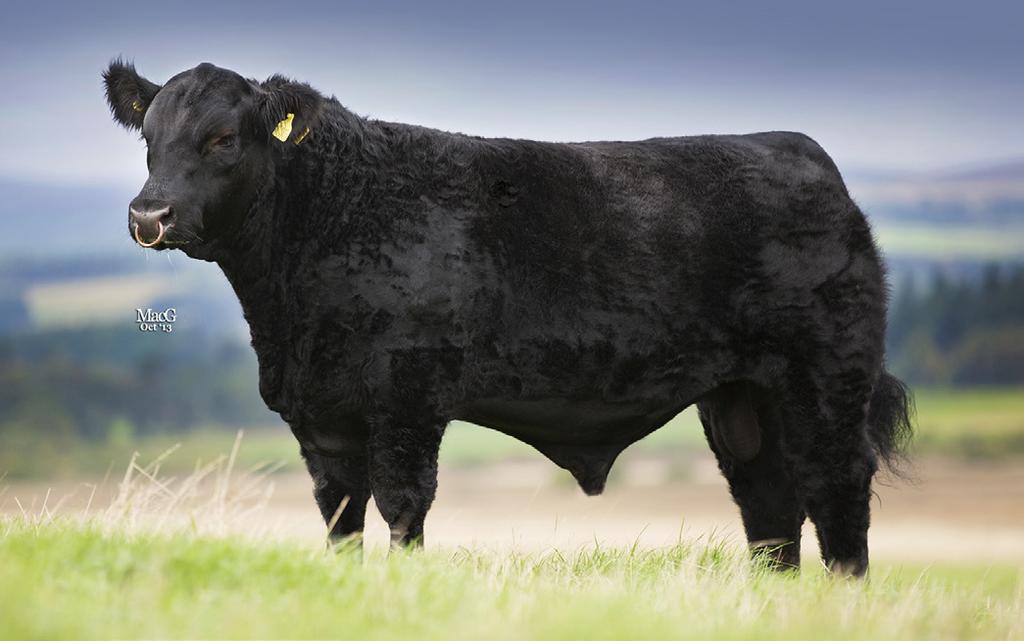 Genus ABS Premier Collection Angus sires are available while stocks last!