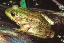 Green Frog (Rana clamitans) Size: 2.4 to 3.5 in. Description: Green frogs have a light to dark olive green or brown background color with small, irregular dark brown spots.